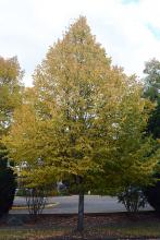 plant habit, fall