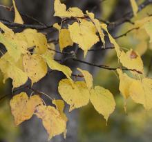 leaves, fall