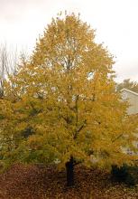 plant habit, fall