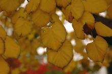 leaves, fall