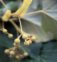 fruit clusters, late summer