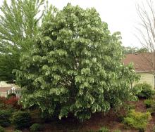 plant habit