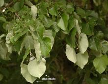 leaves