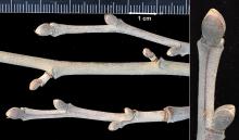 winter twig, buds