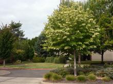 plant habit, fruiting