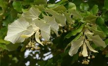 leaves and fruit clusters