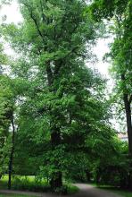 plant habit