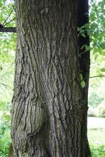trunk, bark