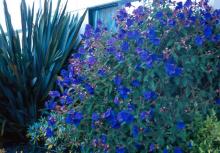 plant habit, flowering