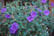 flowers and leaves