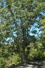 plant habit, young tree