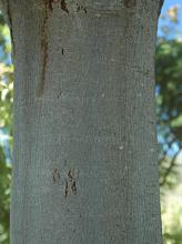 trunk, bark