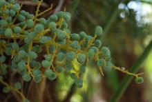 developing fruit developing fruit