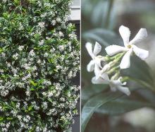 plant habit and flowers