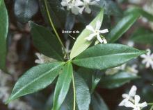 leaves and flowers