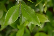 leaves