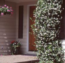 plant habit, flowering vine