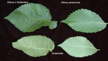 leaves, comparison