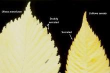 leaf margin, comparison leaf margin, comparison