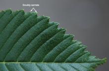 leaf margin and upper surface