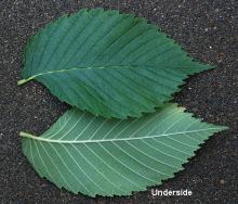 leaf