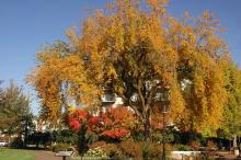 plant habit, fall