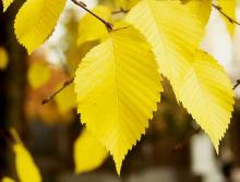 leaves, fall