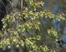 fruit (seeds), spring