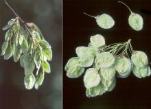fruit clusters and fruit (seeds)