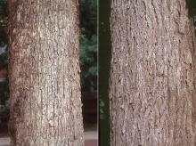 trunk, bark
