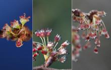 development of male flower parts