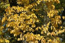 leafy branches, fall