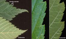 leaf margin and tip