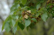 ripe fruit (seeds) and leaves