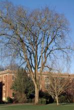 plant habit, winter