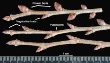 winter twigs, buds