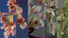 development of fruit (seeds)