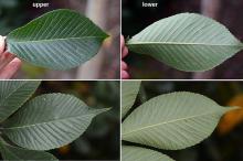 leaf, upper and lower surface