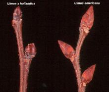 winter twig and buds, comparison