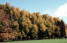 tree row, fall