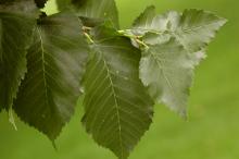 leaves