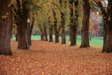 tree row at leaf drop