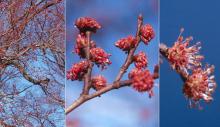 flowers, pollen formation and release