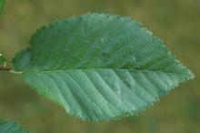 leaf