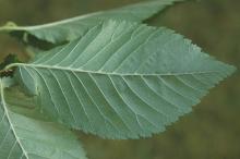 leaf, underside