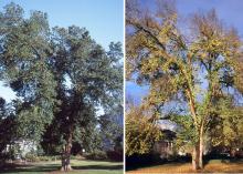 plant habit, summer and fall