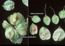fruit (seeds), comparison