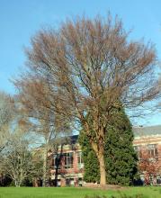 plant habit, winter
