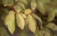 leaves, fall
