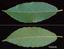 leaf